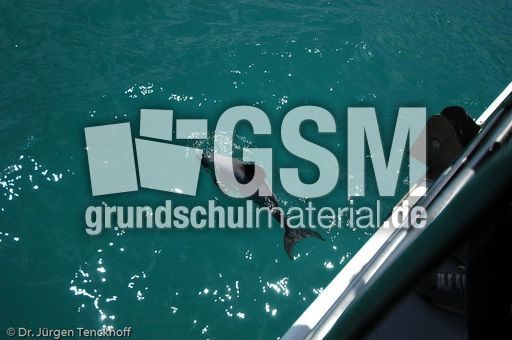 Hector-Delfin (3 von 15).jpg